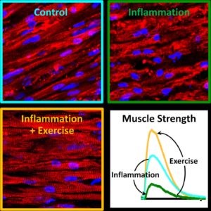 Muscle Cells Attenuate Effects of Inflammation